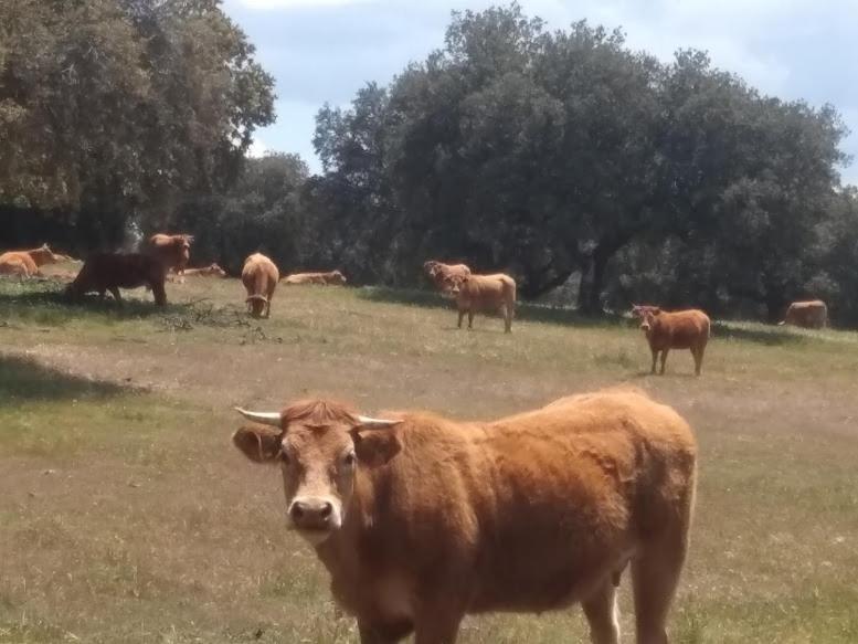 El Trastero De Carmelo * Maello
